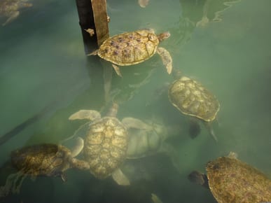 Cayman Turtle Centre